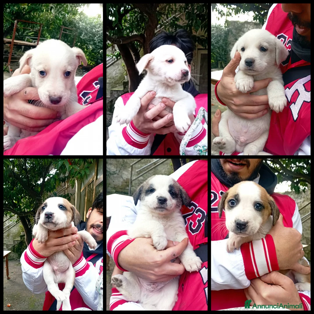 Meticcio cani in regalo: Sei cuccioli cercano casa!  - Annuncio 1