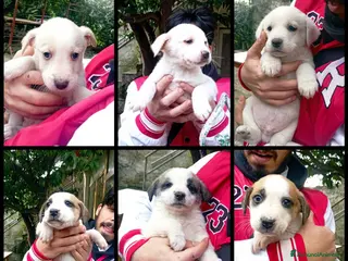 Meticcio cani Sei cuccioli cercano casa! - Annuncio 11