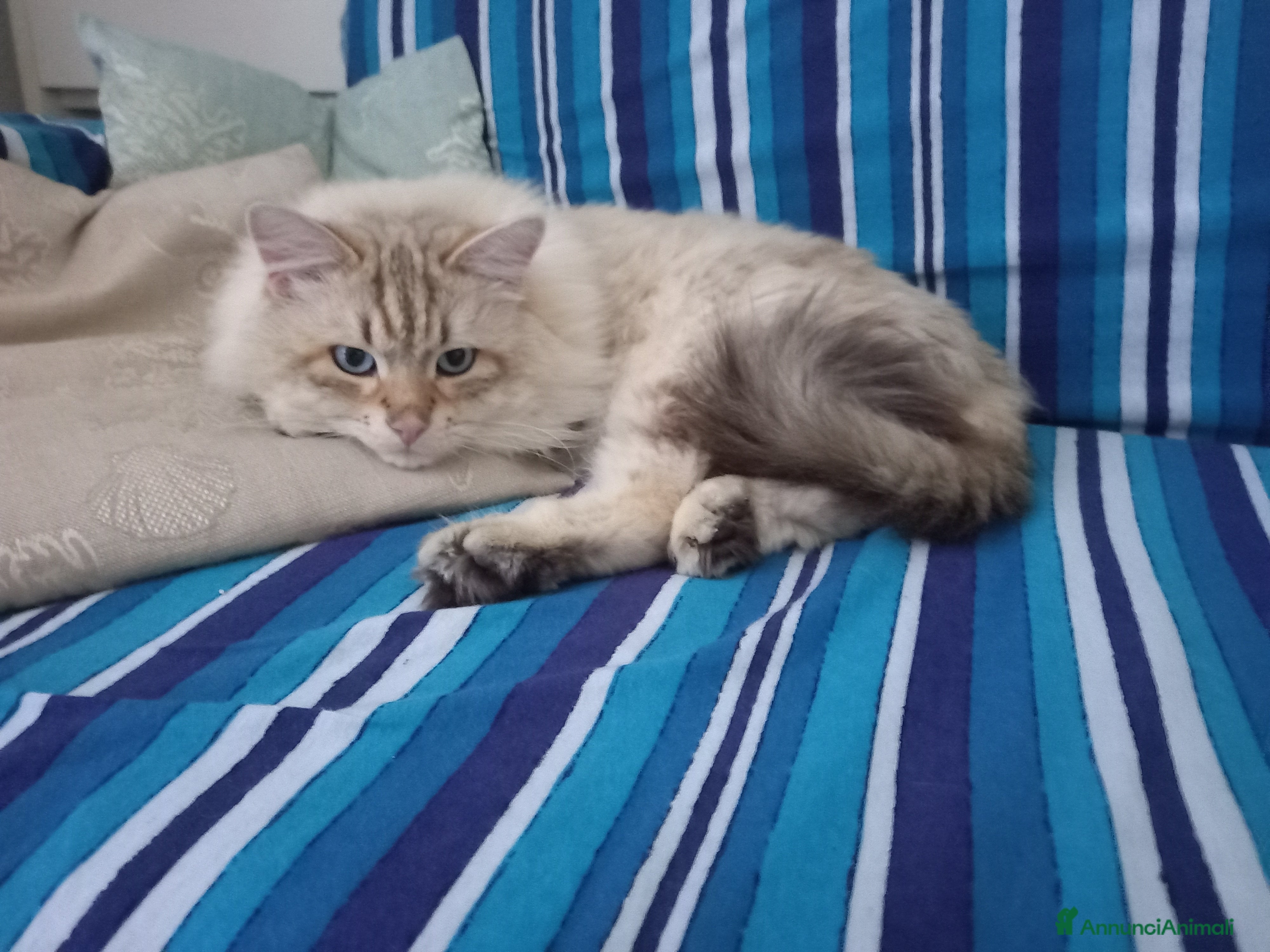 Siberiano gatti Micione Neva Masquerade  - Annuncio 2