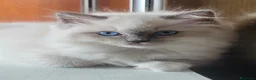 Ragdoll gatti in vendita: Ragdoll cucciola - Annuncio 4