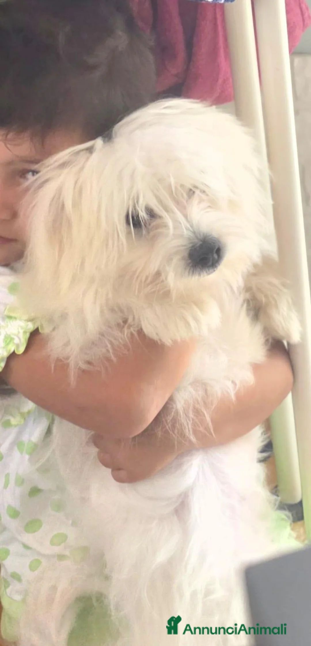 Maltese cani in vendita: Maltese  - Annuncio 2