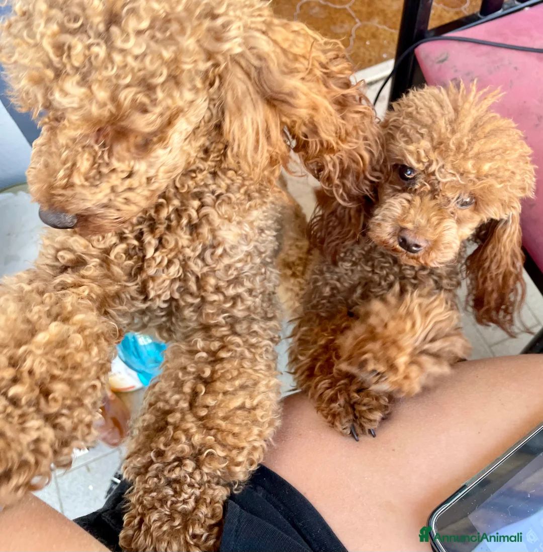 Barboncino Toy cani in vendita: 2 Barboncini Taglia Nano Maschi - Annuncio 2