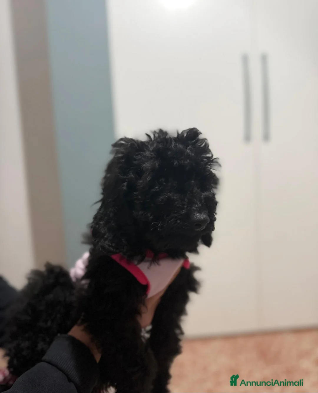 Barboncino cani in vendita: cucciola barboncino femminuccia  - Annuncio 2