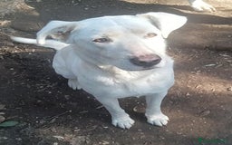 Labrador cani in regalo: Clara, occhioni da cerbiatto a Città metropolitana di Roma Capitale - Immagine 10