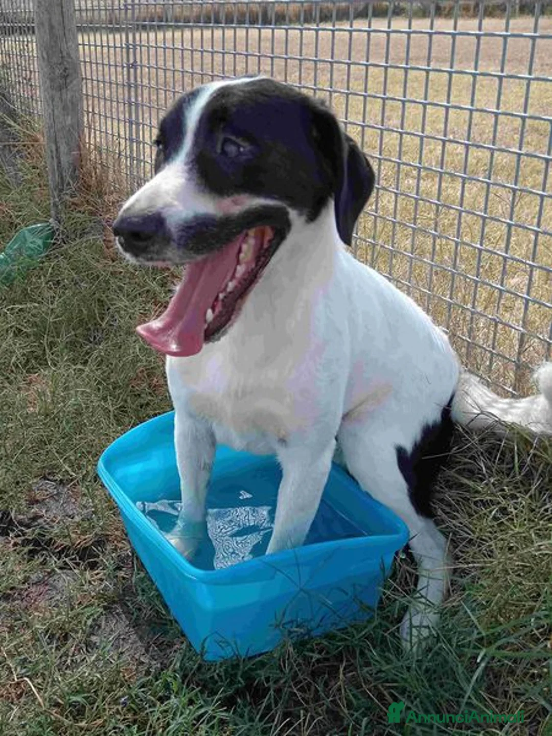 Beagle cani in regalo: ANTONY cucciolotto simil beagle a Provincia di Latina - Annuncio 6