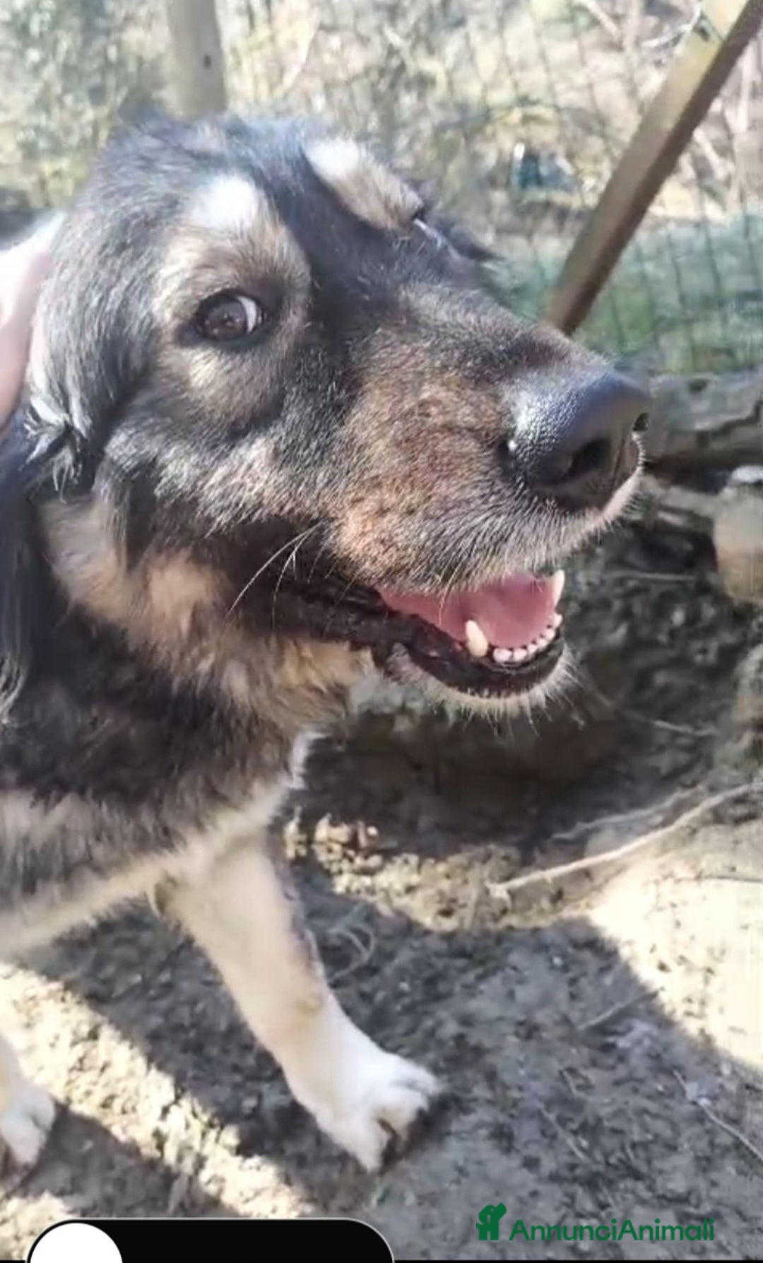 Meticcio cani in regalo: NAVONA mix Pastore Carpazi 4/5anni ALESSANDRIA a Città metropolitana di Milano - Annuncio 8