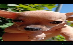 Chihuahua cani in vendita: Chihuahua Cuccioli stupendi a Città metropolitana di Roma Capitale - Immagine 14