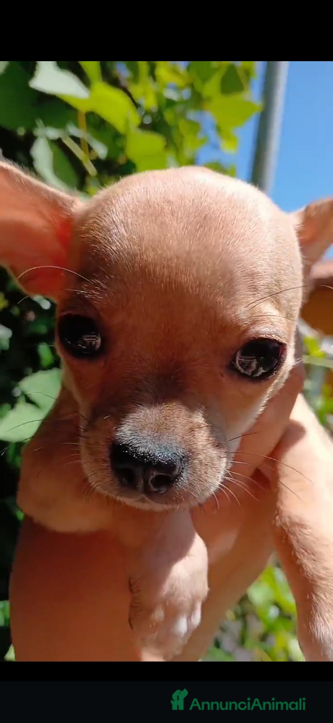 Chihuahua cani in vendita: Chihuahua Cuccioli stupendi a Città metropolitana di Roma Capitale - Immagine 14