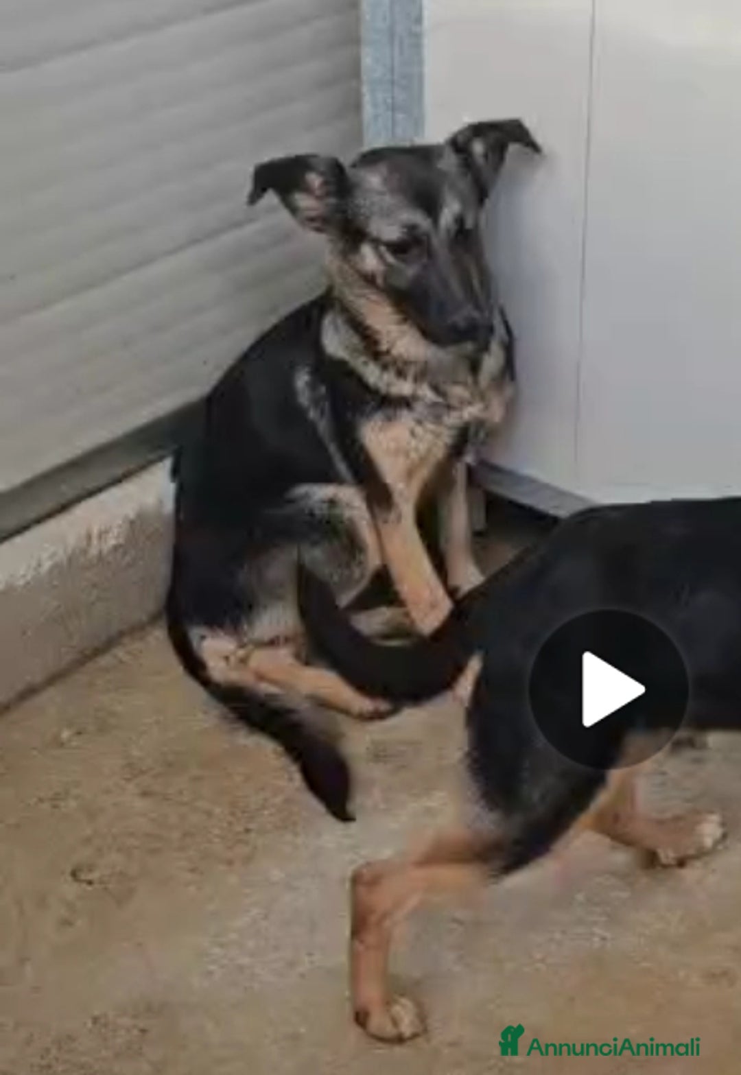 Meticcio cani in regalo: Clotilde: cucciolotta taglia piccola timida dolce  - Annuncio 3