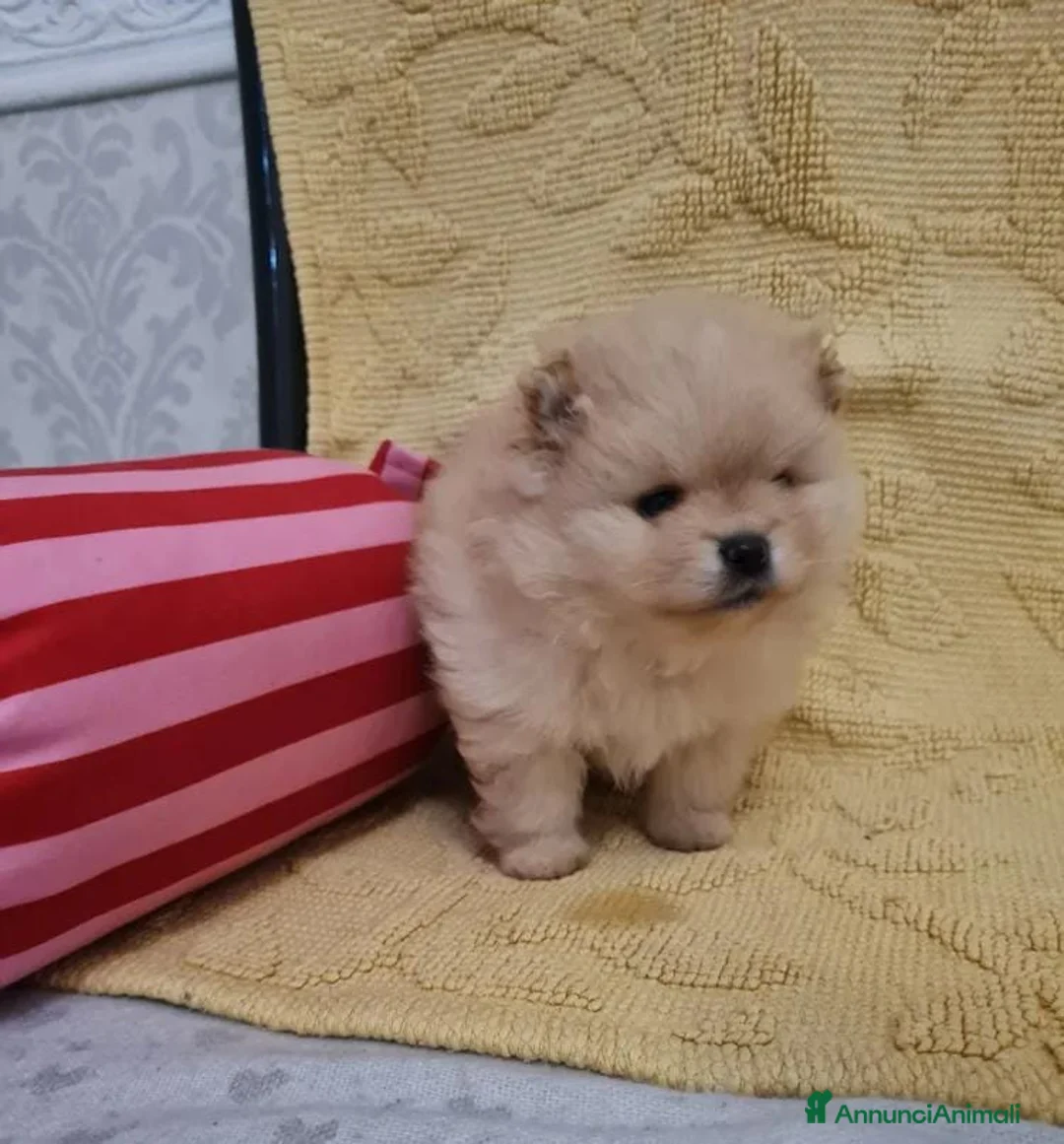 Volpino Pomerania cani in vendita: Adorabili cuccioli di Pomerania mini Teddy  - Annuncio 8