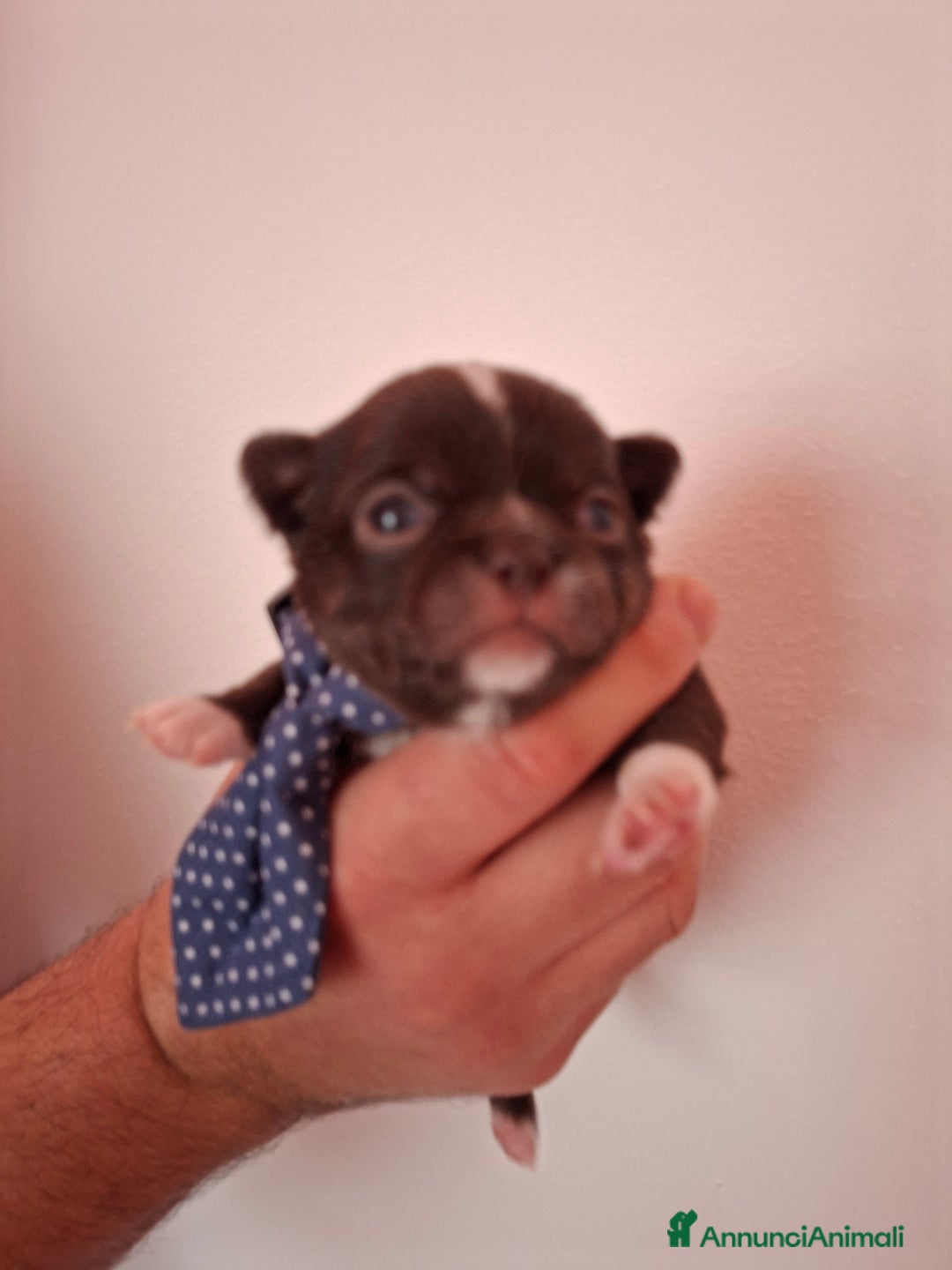 Chihuahua cani in vendita: Chihuahua pelo lungo  - Annuncio 6