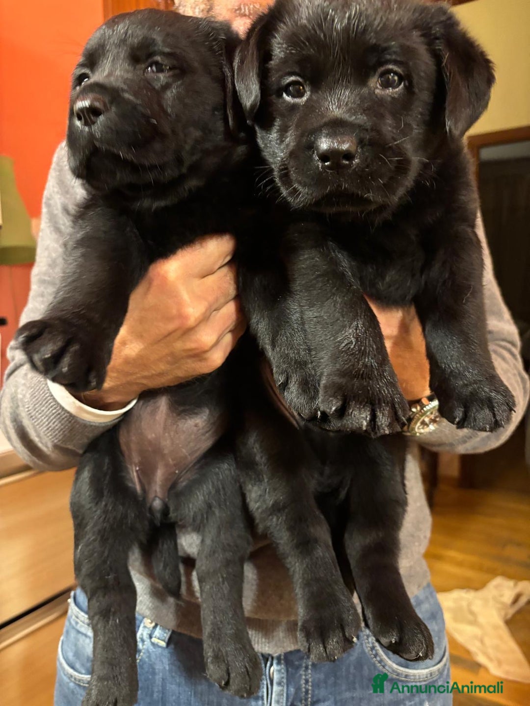 Labrador cani in vendita: Splendida Cucciolata Labrador Nera a Città metropolitana di Messina - Immagine 1