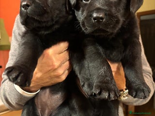 Labrador cani in vendita a Città metropolitana di Messina - Annuncio 1