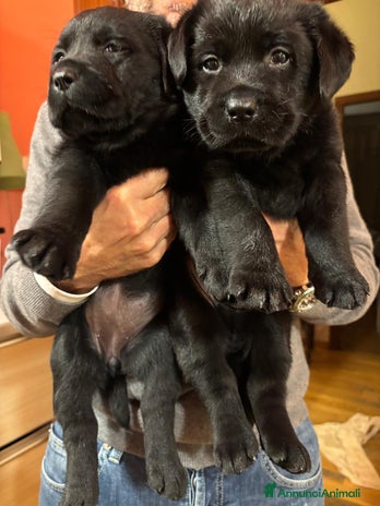 Labrador cani Splendida Cucciolata Labrador Nera a Città metropolitana di Messina - Annuncio 8