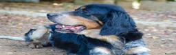 Meticcio cani in regalo: 𝗙𝗥𝗘𝗬𝗔, simil setter a Provincia di Lecce - Annuncio 6