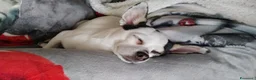 Chihuahua cani per accoppiamento: Cerco maschietto Chihuahua per Angel a Provincia di Latina - Annuncio 2