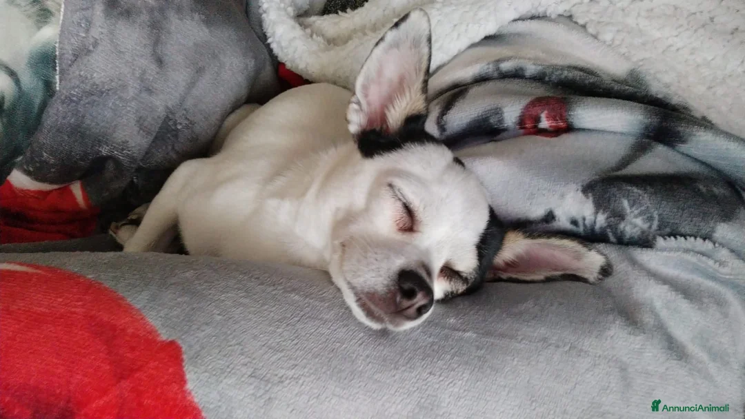Chihuahua cani per accoppiamento: Cerco maschietto Chihuahua per Angel a Provincia di Latina - Annuncio 2