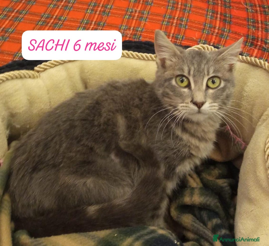 Altre razze gatti in regalo: Famiglie cercasi urgentemente x questi mici - Annuncio 2