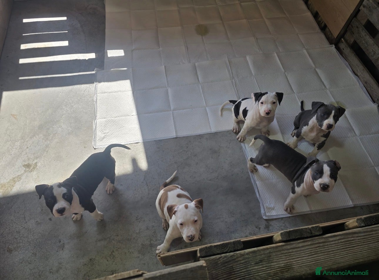 American Staffordshire cani Cuccioli di amstaff  - Annuncio 1