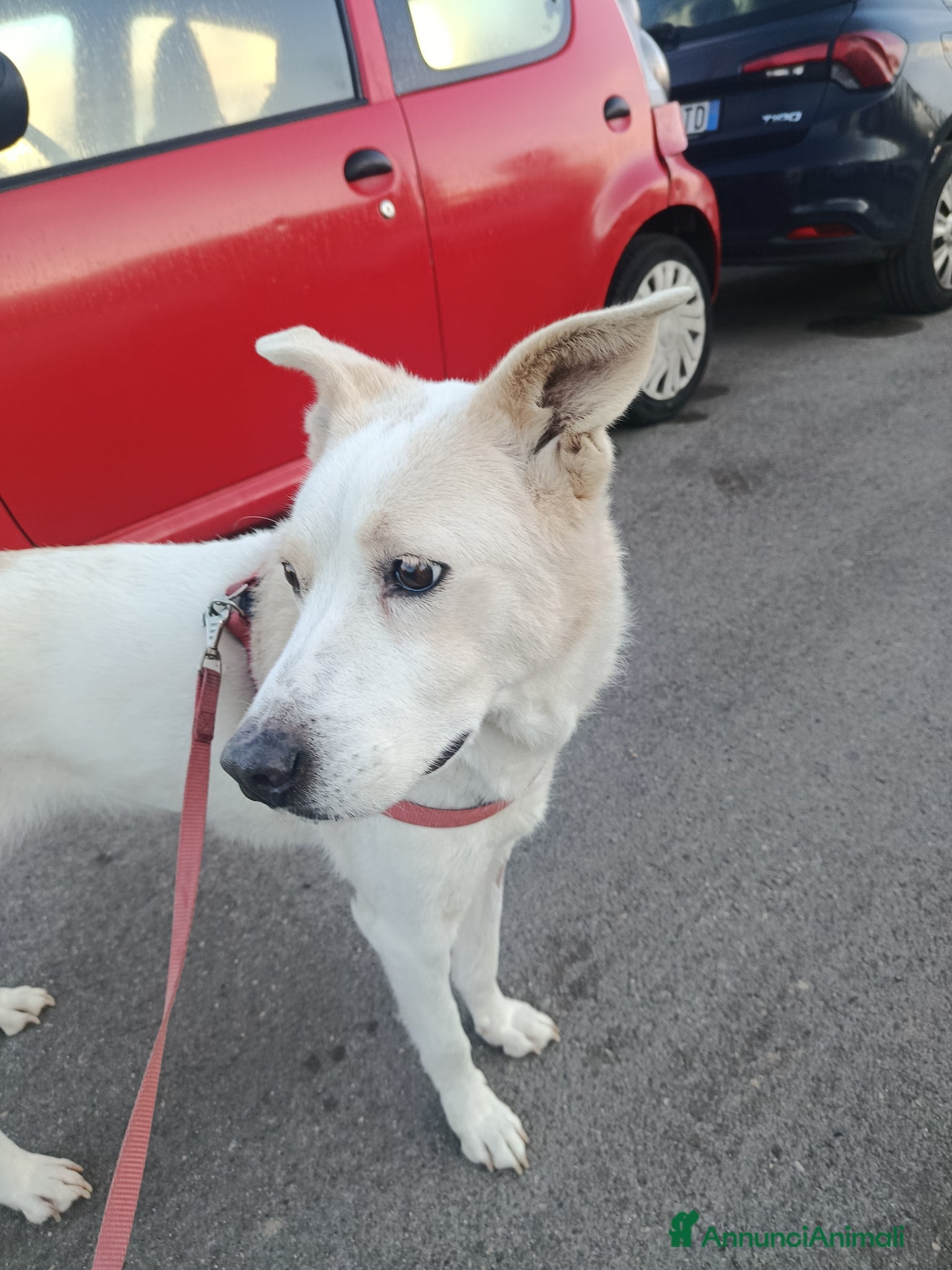 Meticcio cani Elettra  - Annuncio 1