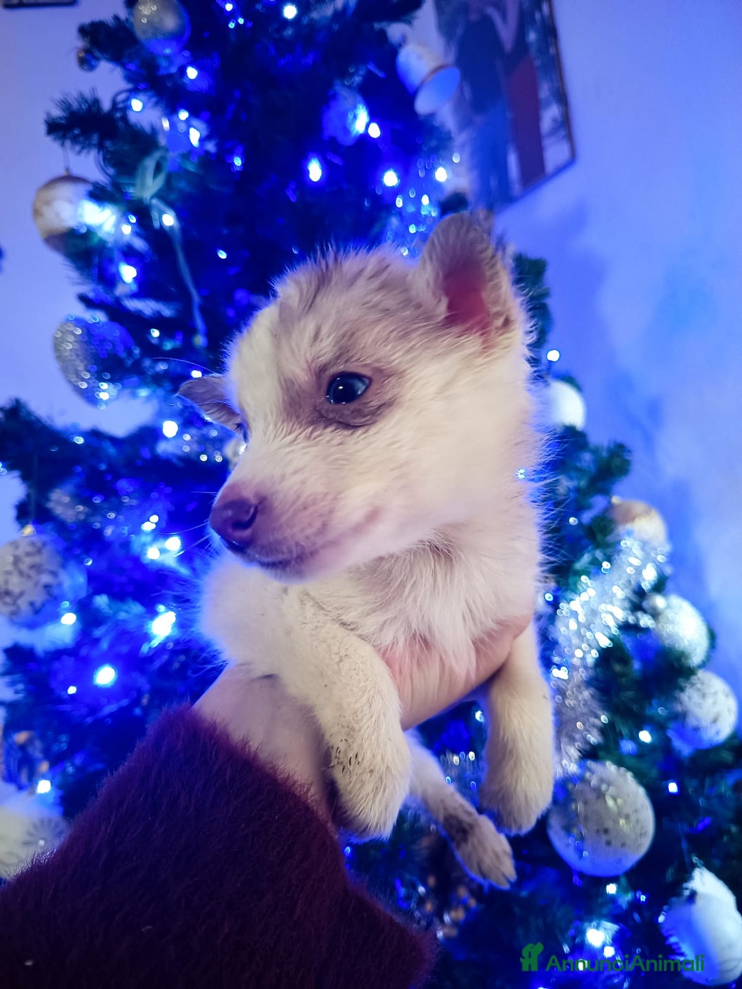 Husky cani in vendita: Husky siberian  - Annuncio 5