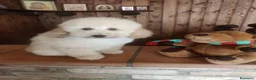 Barboncino Toy cani in vendita: Cucciolo di Baboncino Nano Maschio color Champagne - Annuncio 2