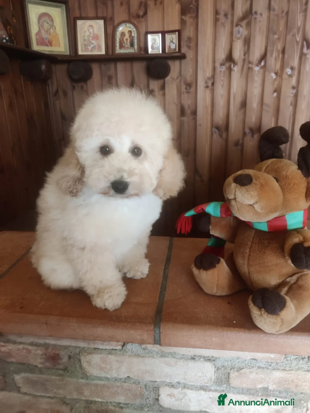 Barboncino Toy cani in vendita: Cucciolo di Baboncino Nano Maschio color Champagne - Annuncio 2