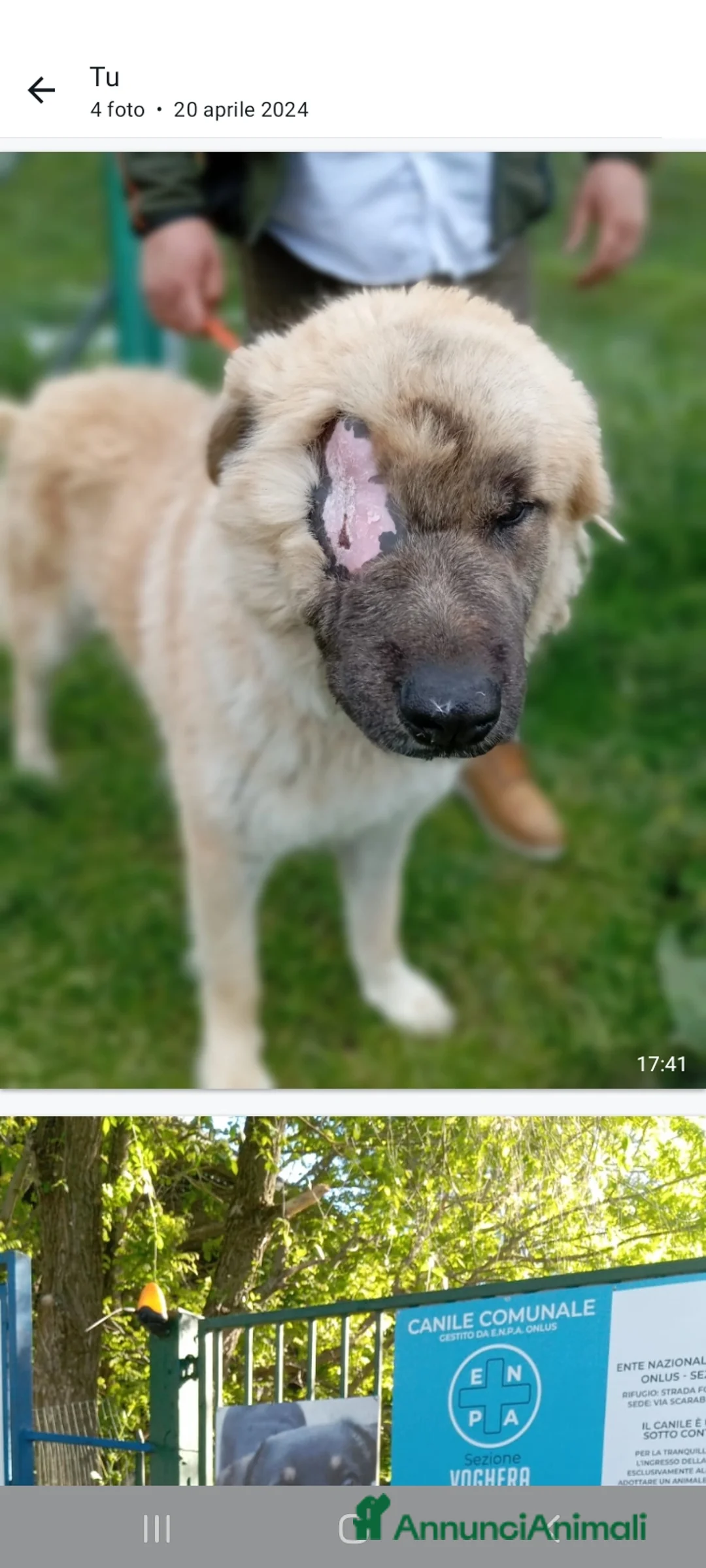 Meticcio cani in regalo: 1anno senza 1occhio salito dal sud E RIFIUTATO!PV a Città metropolitana di Milano - Annuncio 2