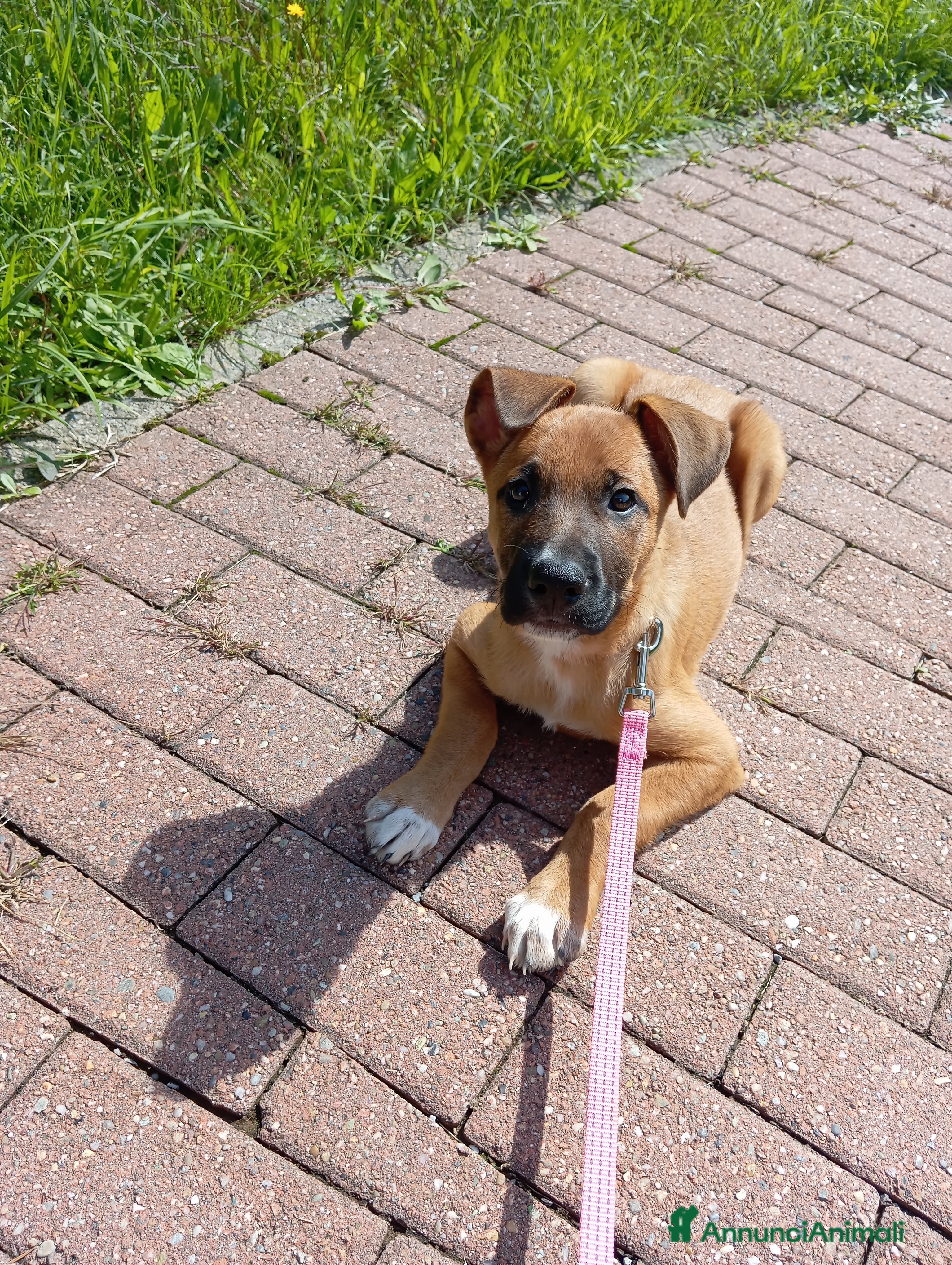 Meticcio cani Mi chiamo Kira  - Annuncio 39