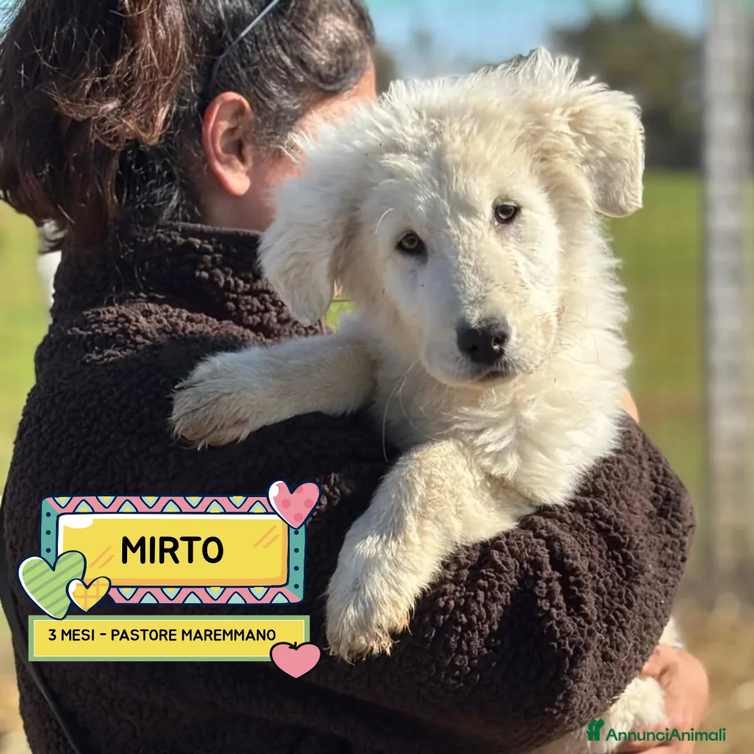 Pastore Maremmano cani in regalo: MIRTO cucciolo 3 mesi pastore maremmano adozione - Annuncio 1