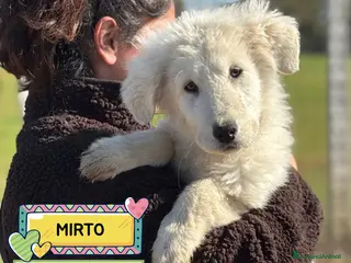 Pastore Maremmano cani MIRTO cucciolo 3 mesi pastore maremmano adozione - Annuncio 8