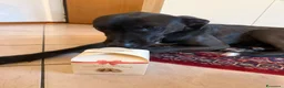 Meticcio cani in regalo: Billa - Annuncio 8