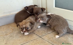 Chihuahua cani in vendita: Cuccioli di chihuahua  a Città metropolitana di Milano - Immagine 9