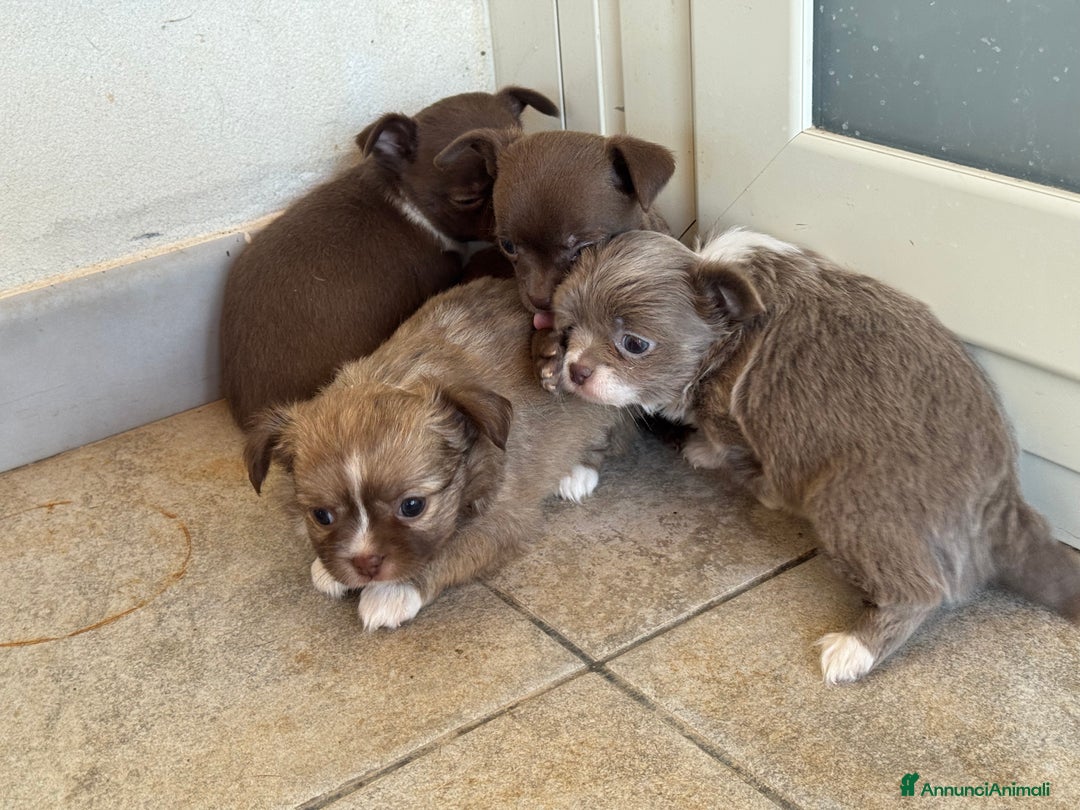 Chihuahua cani in vendita: Cuccioli di chihuahua  a Città metropolitana di Milano - Immagine 9