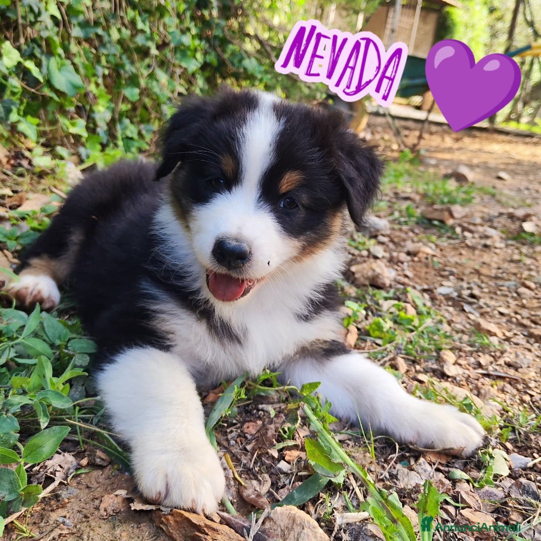 Australian Shepherd cani in vendita: Disponibili cuccioli australian shepherd a Provincia di Savona - Immagine 7