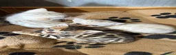 Bengala gatti in vendita: gatto bengala  - Annuncio 2