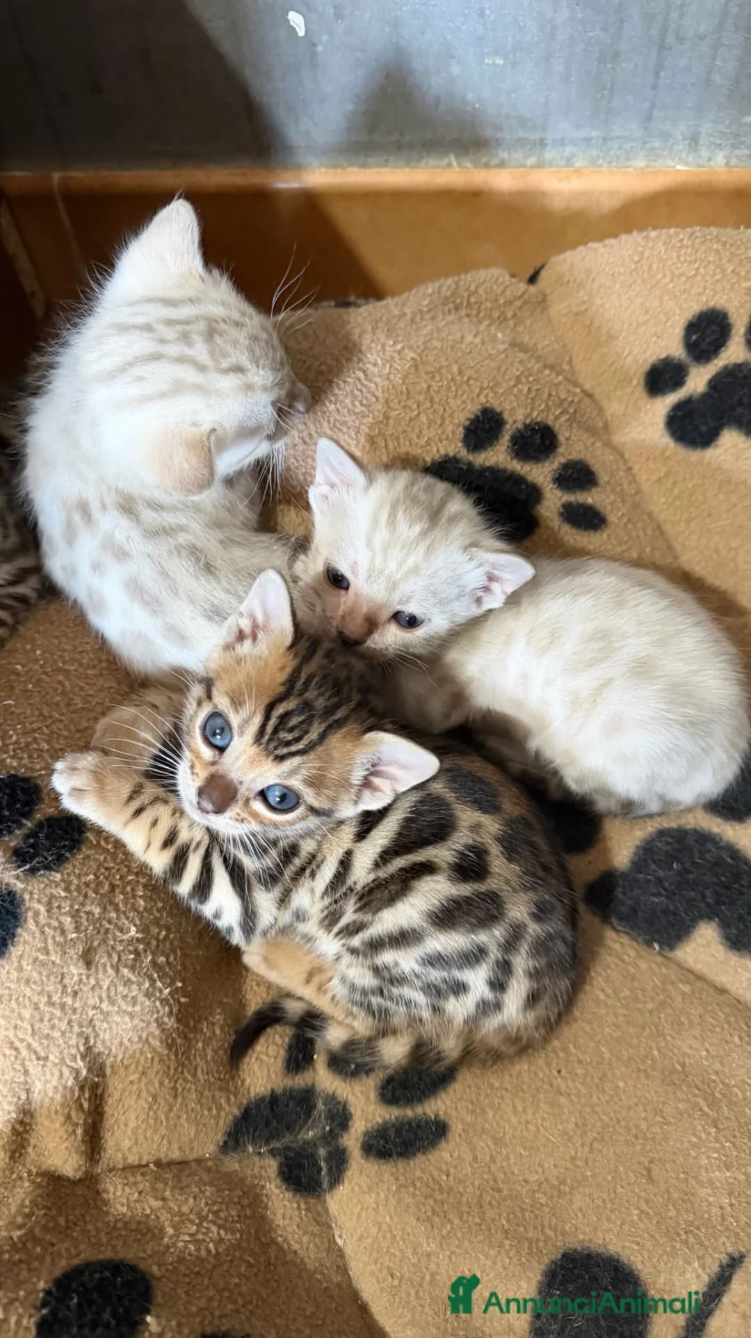 Bengala gatti in vendita: gatto bengala  - Annuncio 2