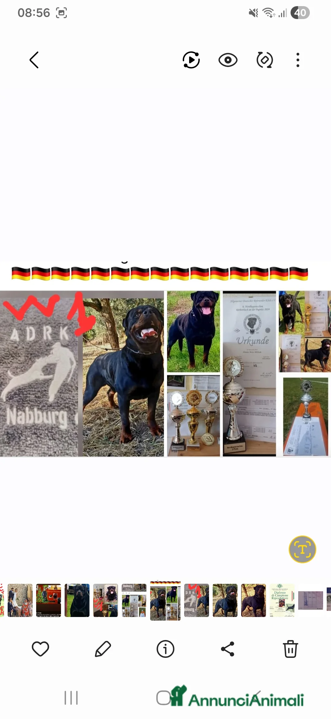 Rottweiler cani per accoppiamento: Rottweiler - Annuncio 13