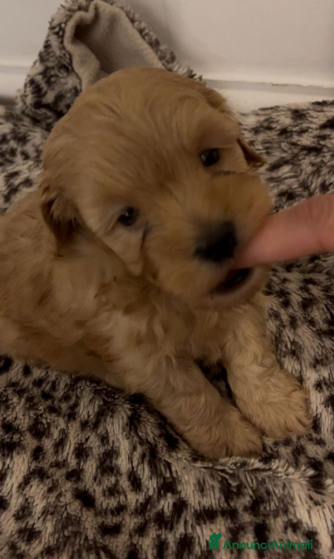 Meticcio cani in vendita: Adorabili cuccioli di Maltipoo - Annuncio 10