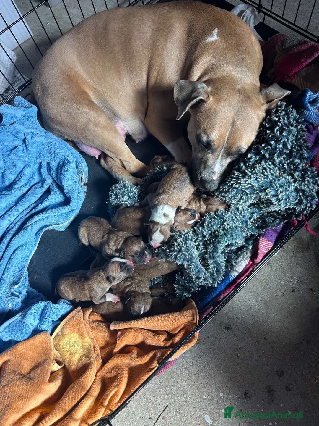 American Staffordshire cani in vendita: Cuccioli di Amstaff a Provincia di Ravenna - Annuncio 12