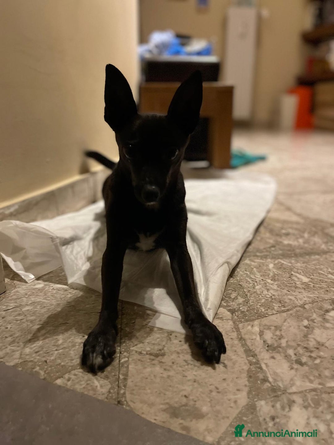 Pinscher Miniatura cani in regalo: Chicco pinscher molto tranquillo e coccolone - Annuncio 6