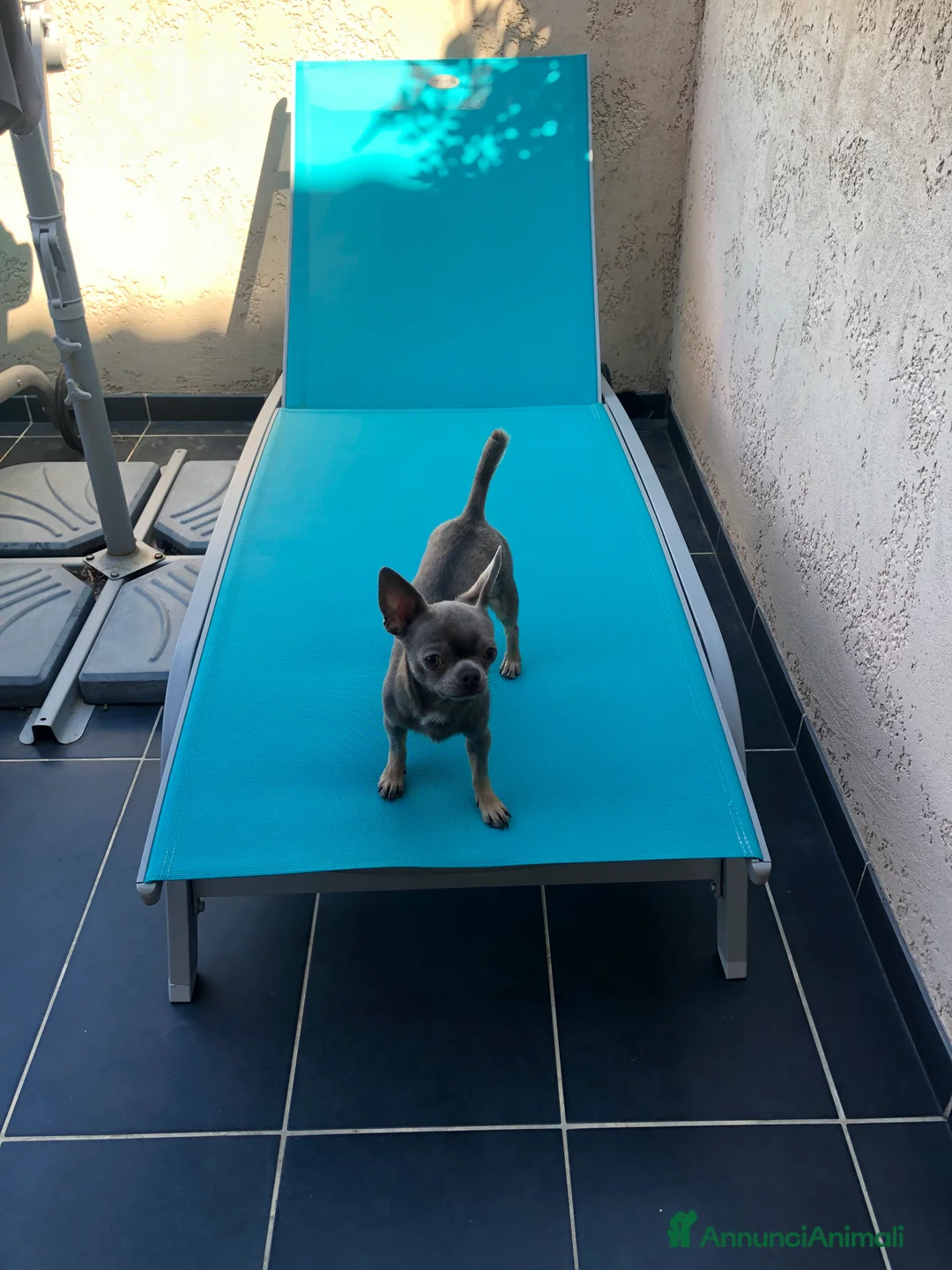 Chihuahua cani per accoppiamento: Chihuahua per accoppiamento  a Città Metropolitana di Milano - Annuncio 5