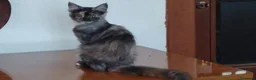 Maine Coon gatti in vendita: Maine Coon due dolci cucciolotte - Annuncio 7