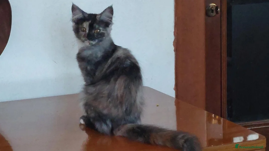 Maine Coon gatti in vendita: Maine Coon due dolci cucciolotte - Annuncio 7
