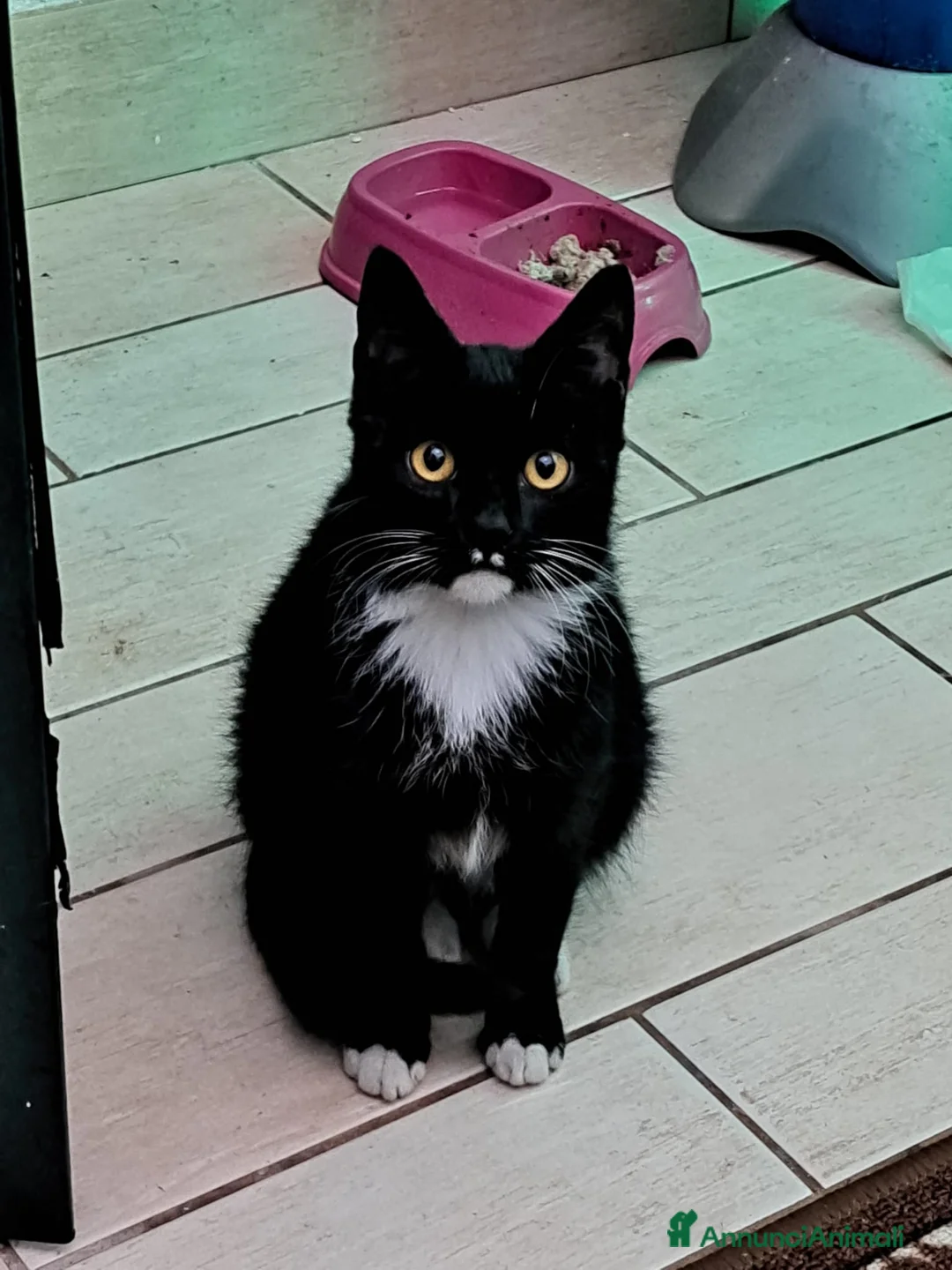 Meticcio gatti in regalo: GATTE - Annuncio 1