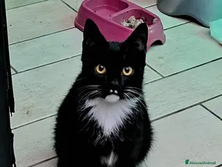 Meticcio gatti GATTE - Annuncio 1