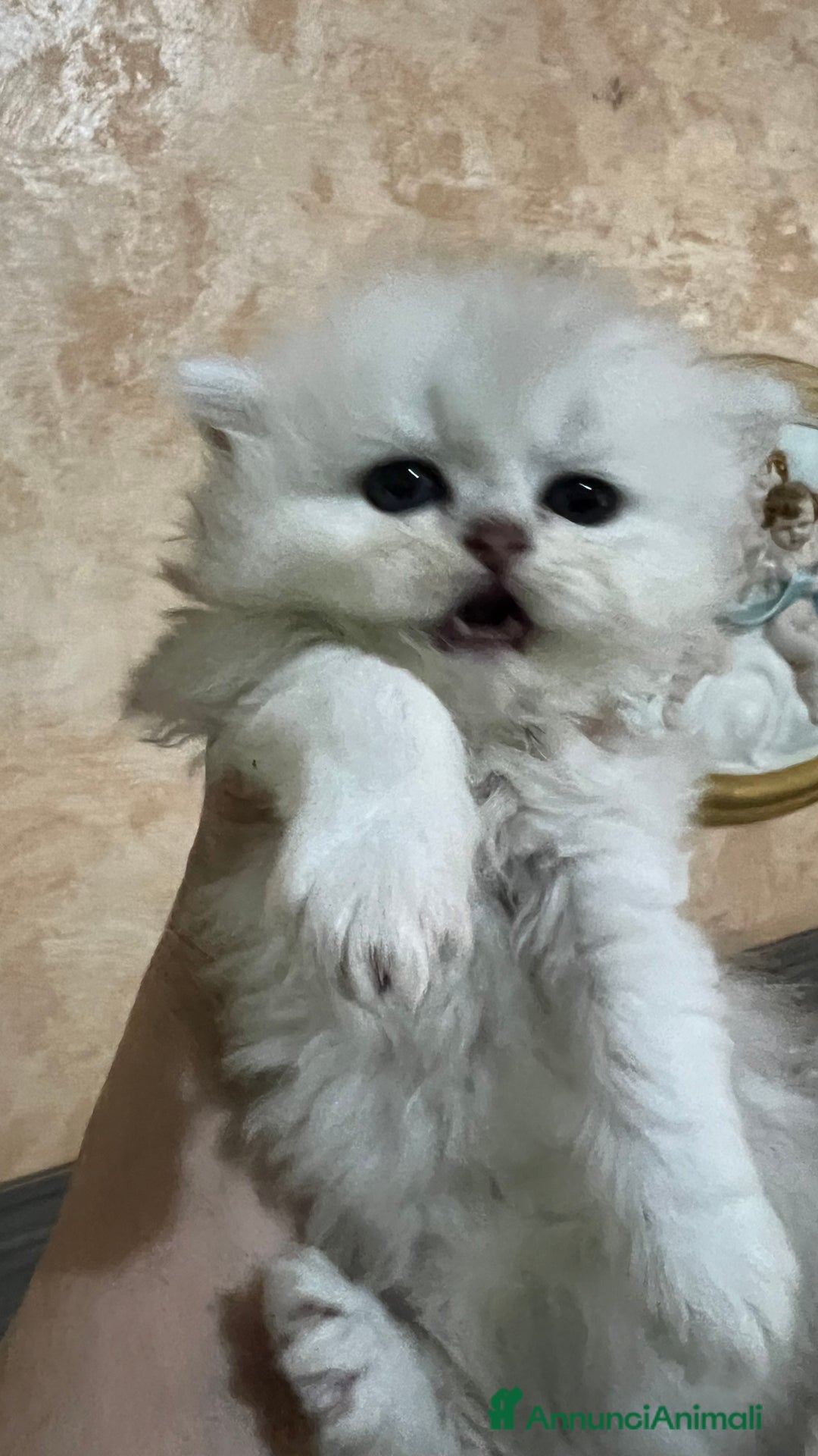 British gatti in vendita: British longhair - Annuncio 13