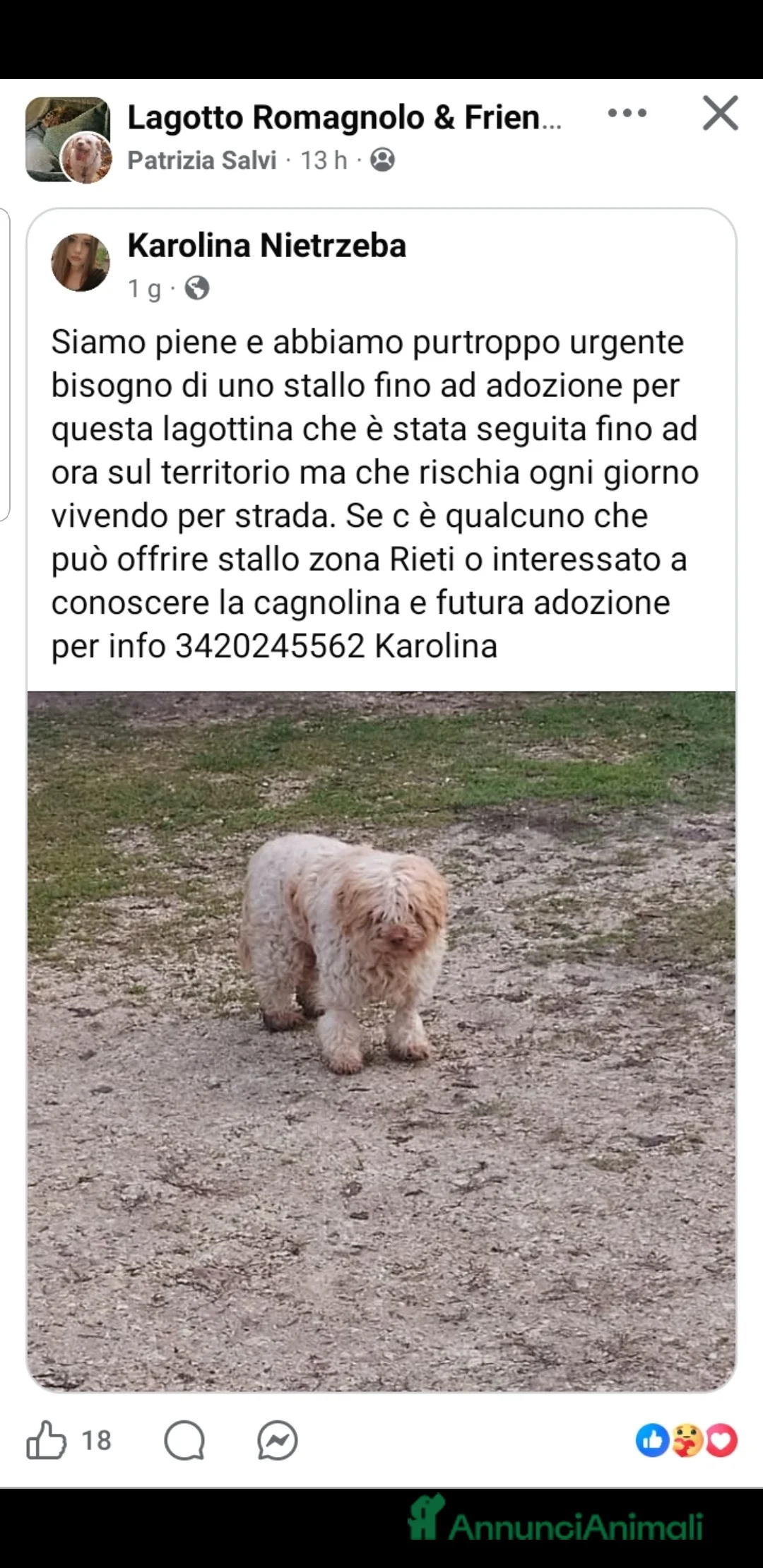 Lagotto cani in regalo: ADOZ.DEL CUORE: lagottina URG! stallofino adozione - Annuncio 1