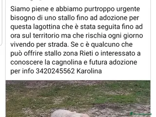 Lagotto cani ADOZ.DEL CUORE: lagottina URG! stallofino adozione - Annuncio 1