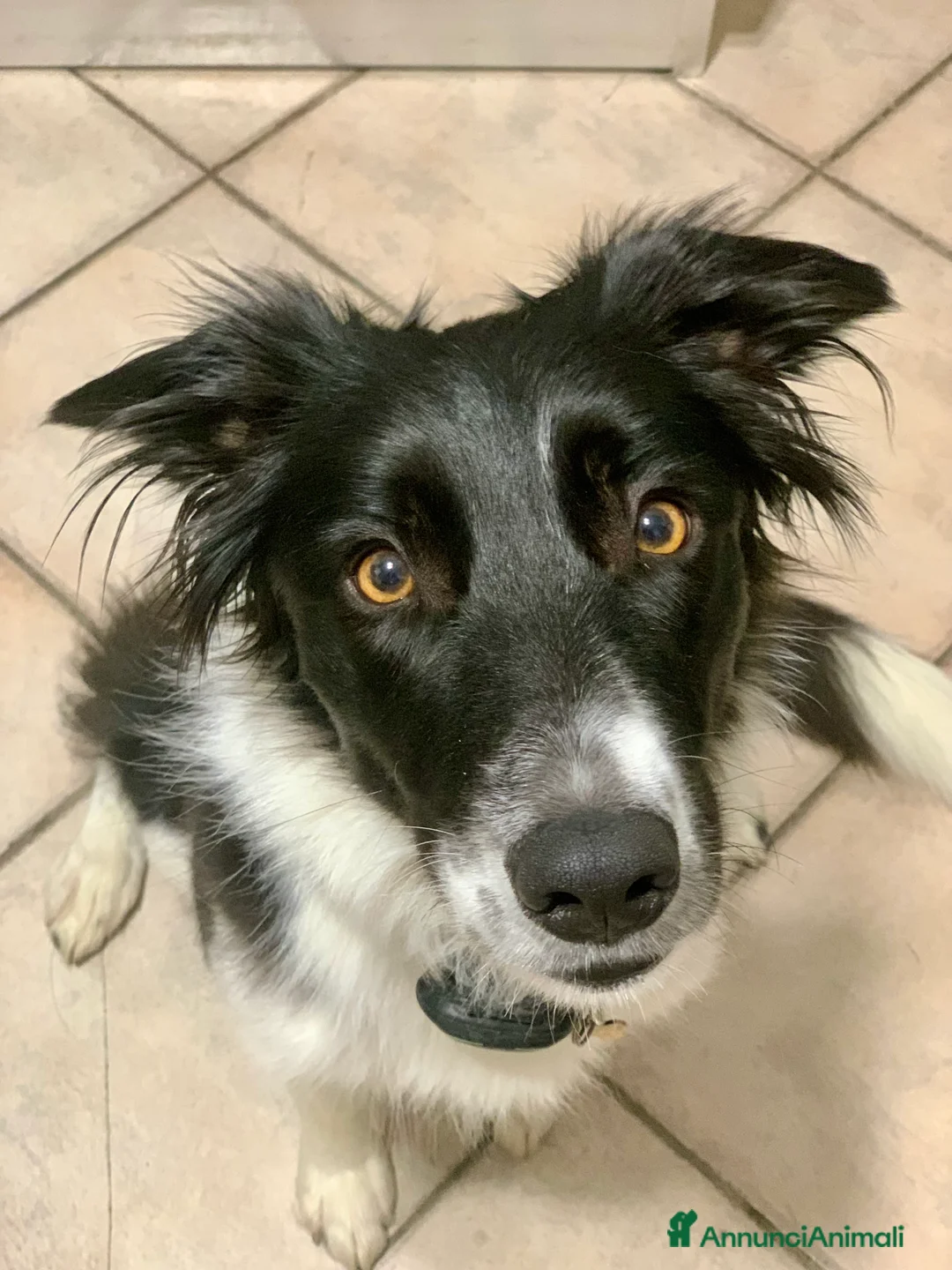 Border Collie cani per accoppiamento: Yuma cerca un fidanzato - Annuncio 9